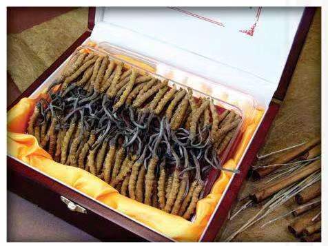 塔城冬虫夏草回收